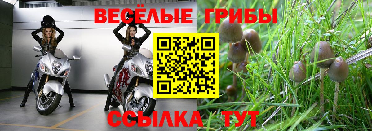Галлюциногенные грибы Psilocybe Нижневартовск